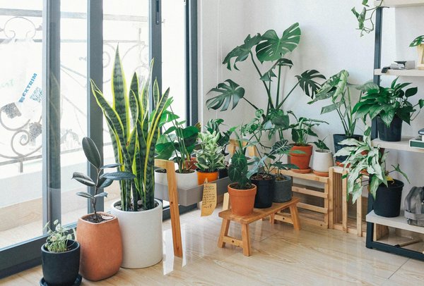 Astuces pratiques pour un entretien harmonieux de maison et jardin