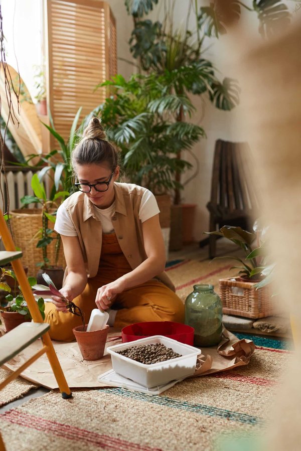 Quelles plantes d'intérieur choisir pour un air plus pur ?