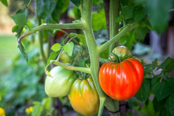 Acheter des graines de tomates reproductibles : le guide complet pour une récolte fructueuse
